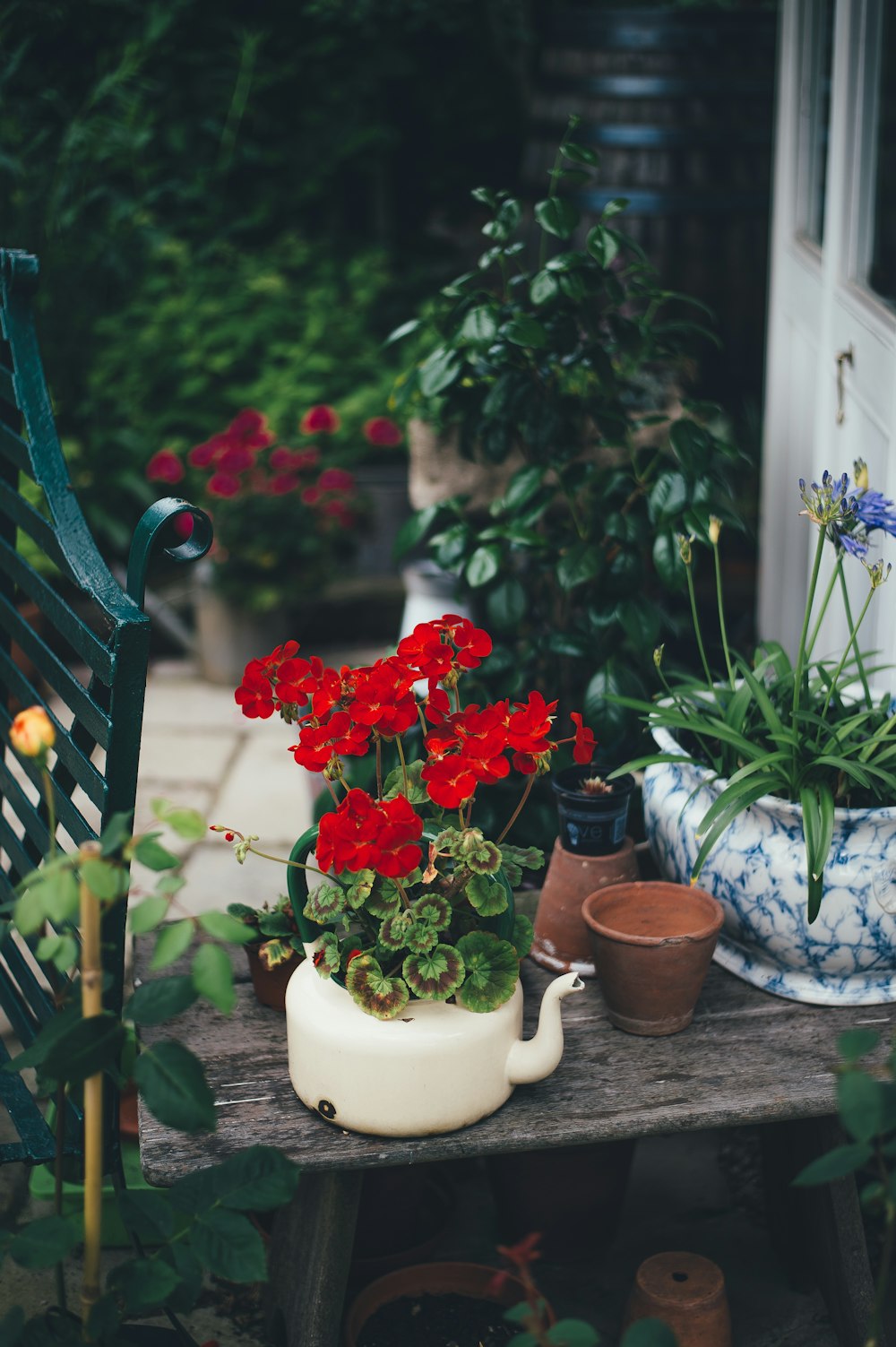 red flower on pot surrounded by plants