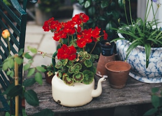 red flower on pot surrounded by plants