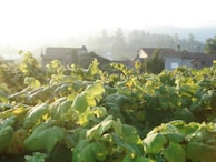 A scenic view of La Châtelaine vineyard hills under a soft morning light.