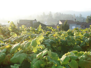 A lush green vineyard plot bathed in soft morning sunlight with distant Bangalore hills.