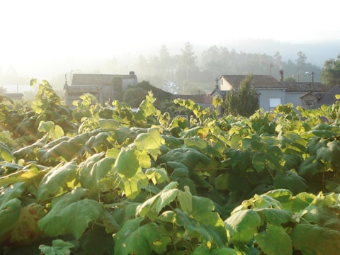 A rustic vineyard landscape bathed in soft morning light, with rows of grapevines stretching towards gentle hills.