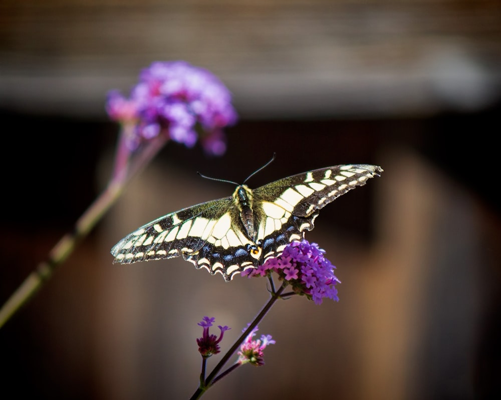 A small butterfly on a purple flower.