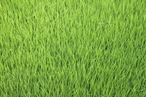 A field of lush, green grass with uniform length, creating a dense and vibrant texture across the entire surface.