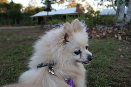 A small, fluffy white dog is sitting on a grassy area. The dog is wearing a harness and looks to the side with its tongue slightly out. In the background, there is a house with a white roof and a chimney, surrounded by trees and greenery.