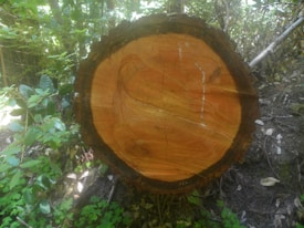 A large tree stump with visible rings, indicating the tree's age, surrounded by dense green foliage and undergrowth. The cut surface of the stump is smooth and shows natural cracks.