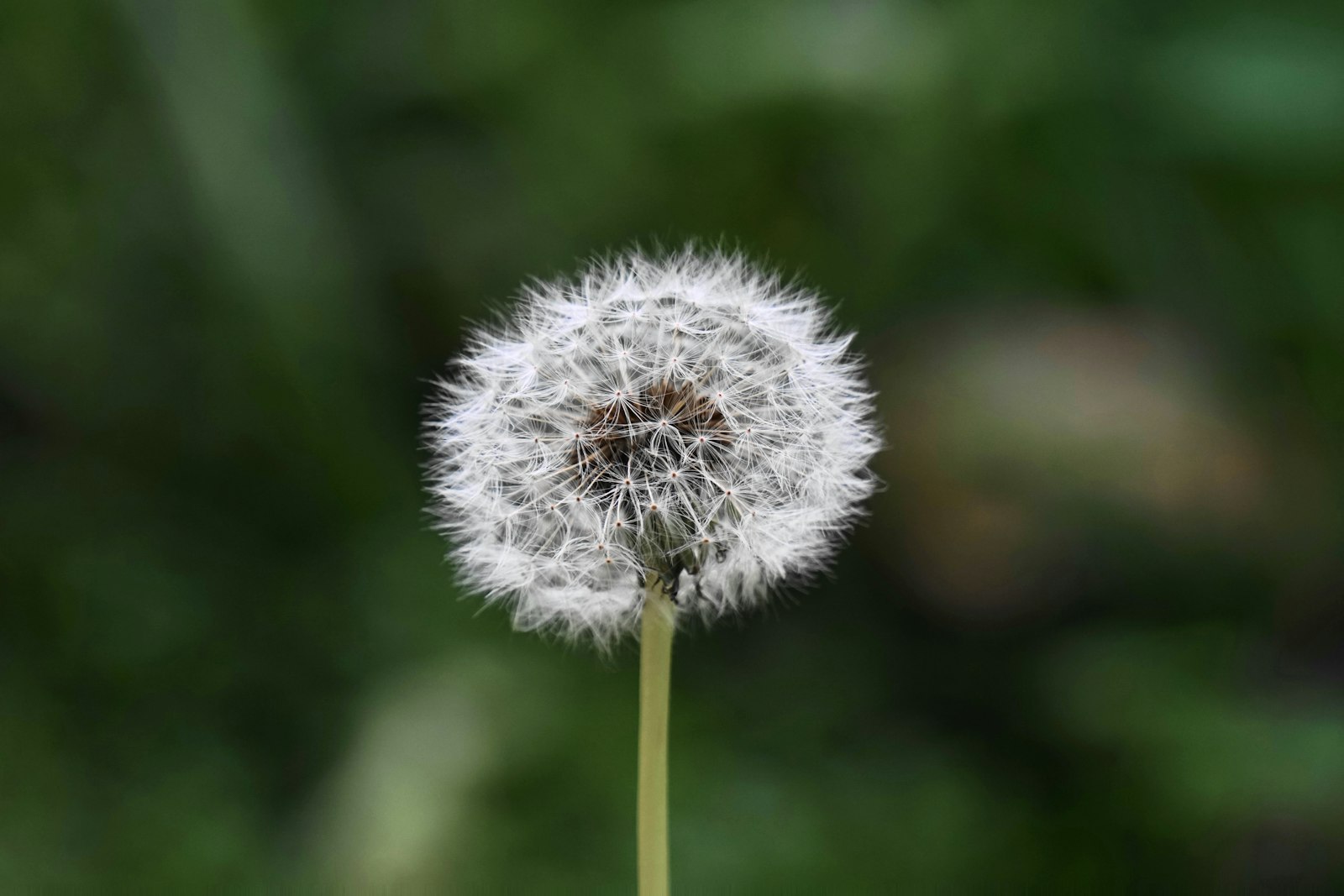 Sony a6000 + Sony E 55-210mm F4.5-6.3 OSS sample photo. White flower photography