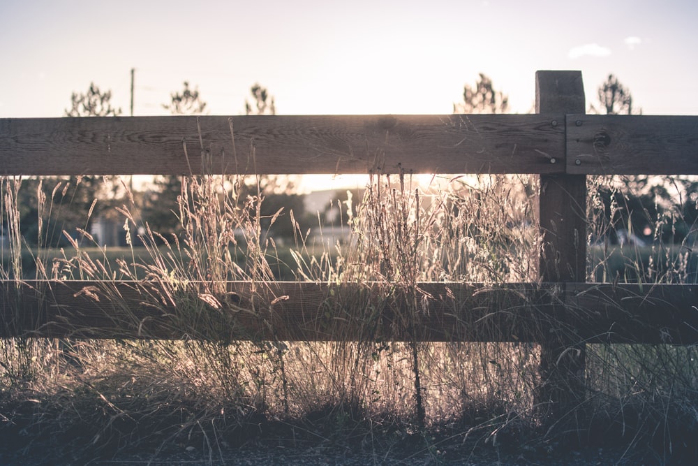 brown wooden fence