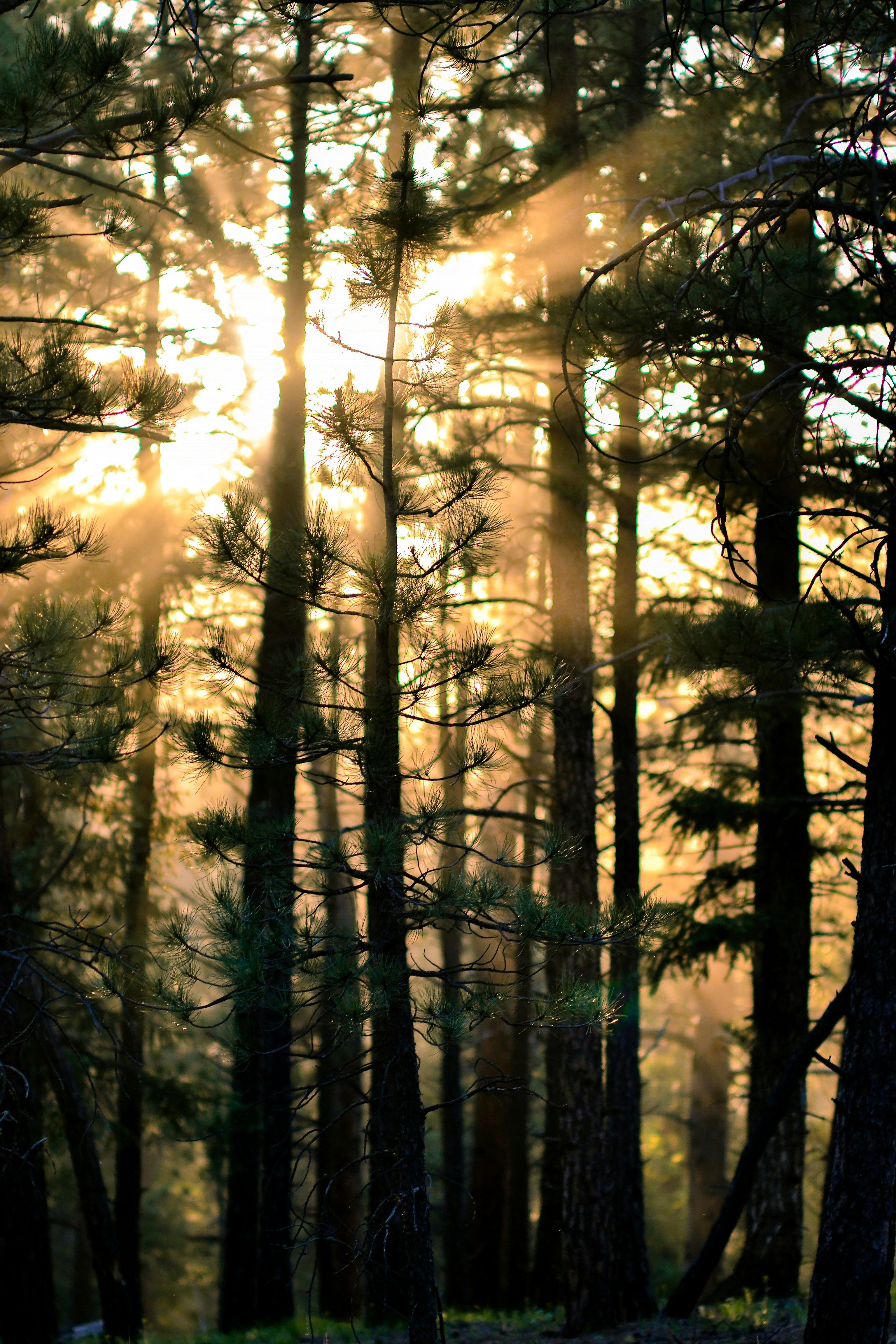 Free Unsplash photo from Nick Tiemeyer