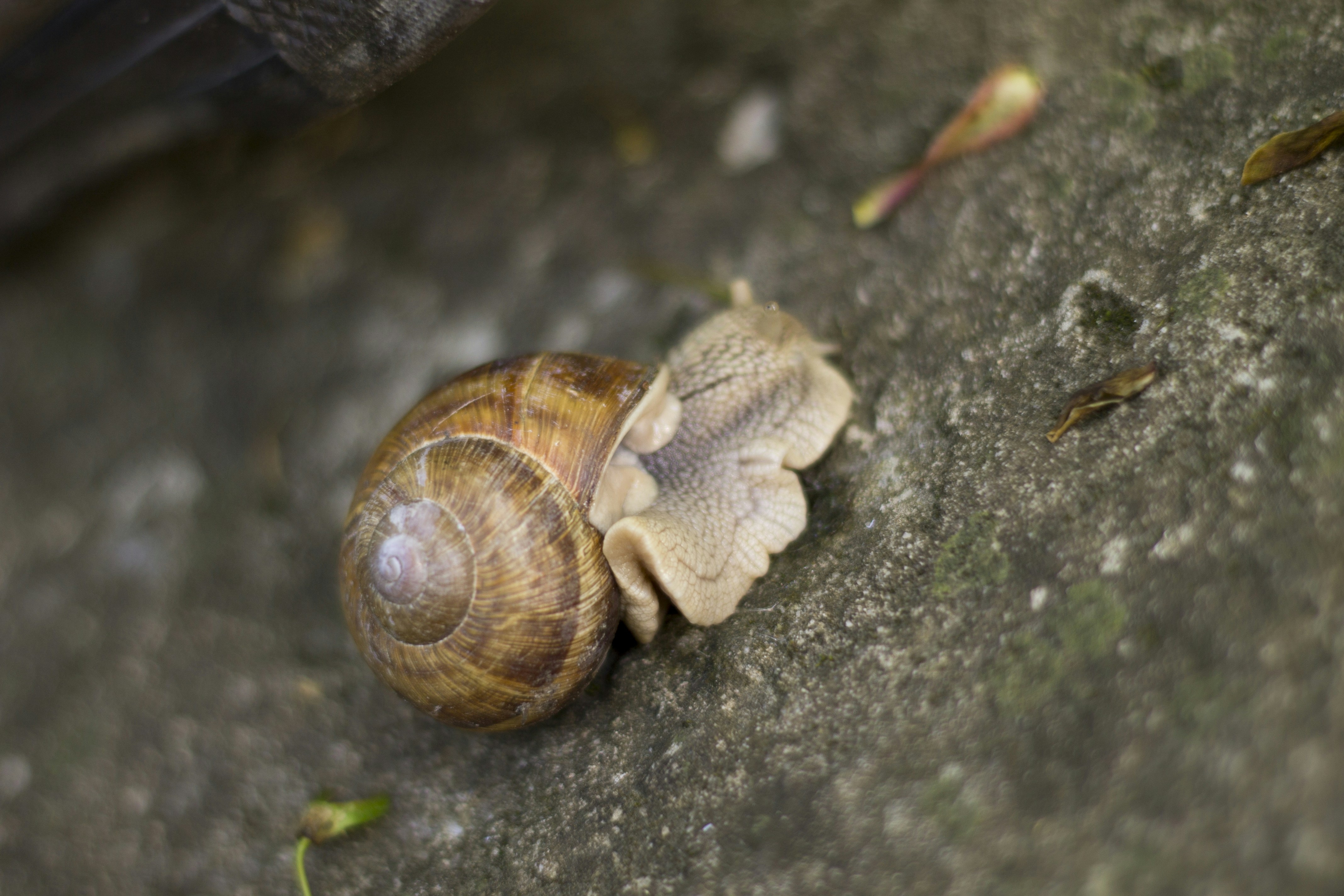 Free Unsplash photo from Oleg Duma