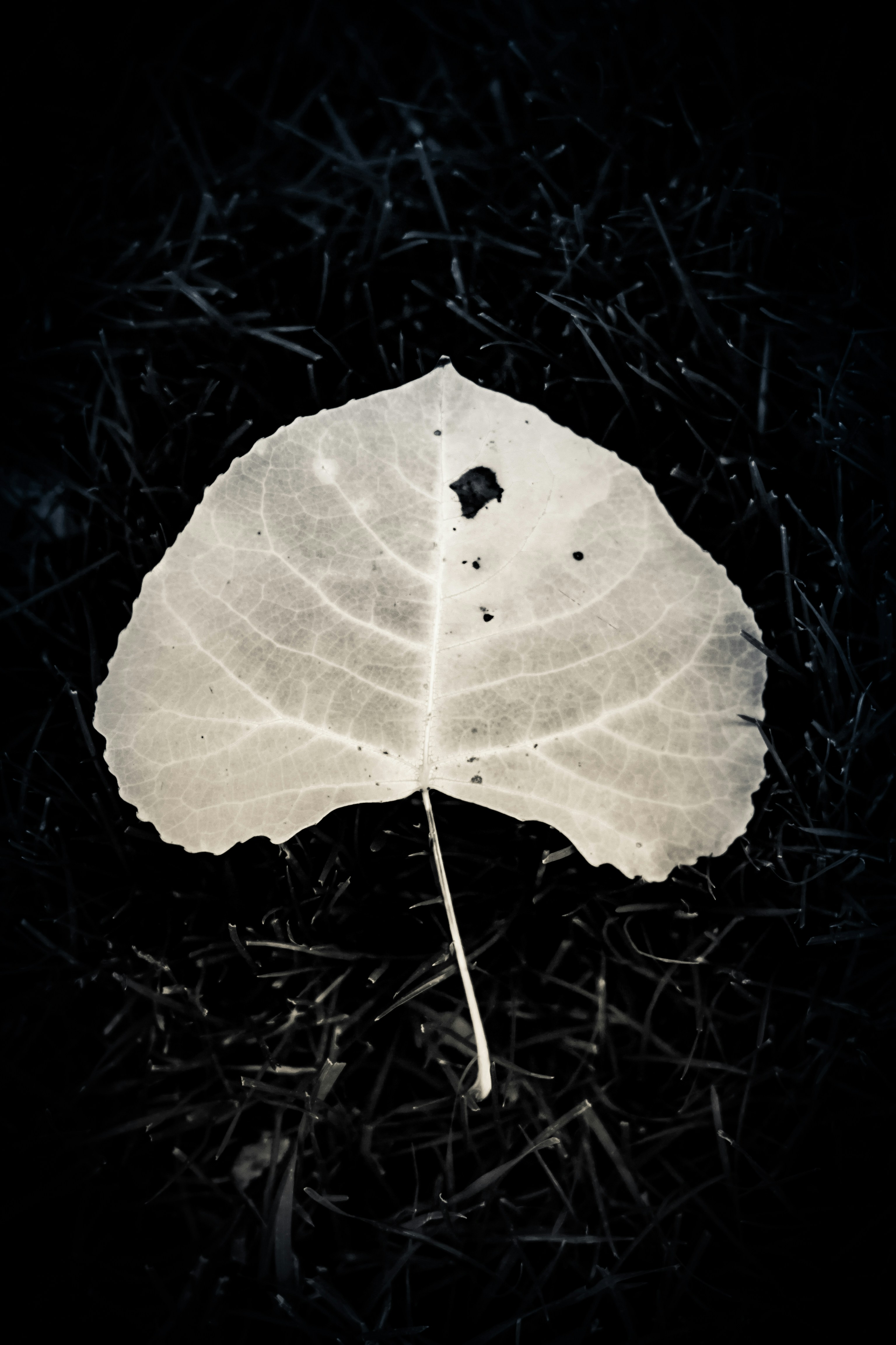 Free Unsplash photo from Nick Tiemeyer