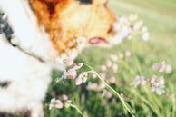 A close-up of a curious beagle sniffing a blooming flower in a garden.