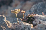 Close-up of delicate wildflowers growing among rocky terrain.