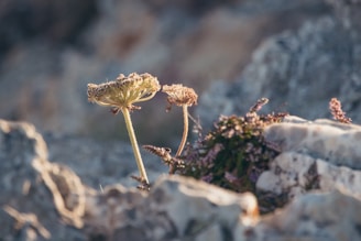 Close-up of a delicate wildflower bathed in soft morning light, revealing intricate petal textures.