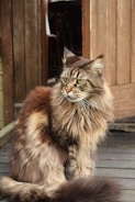 A large, fluffy Maine Coon cat sits on a wooden surface, exuding a regal presence. Its long fur is a mix of brown, grey, and cream shades, and its sharp green eyes are focused intently to the side. The cat is positioned near a partially open wooden door, suggesting a blend of indoor and outdoor setting. The light highlights the texture of its fur, accentuating its majestic appearance.