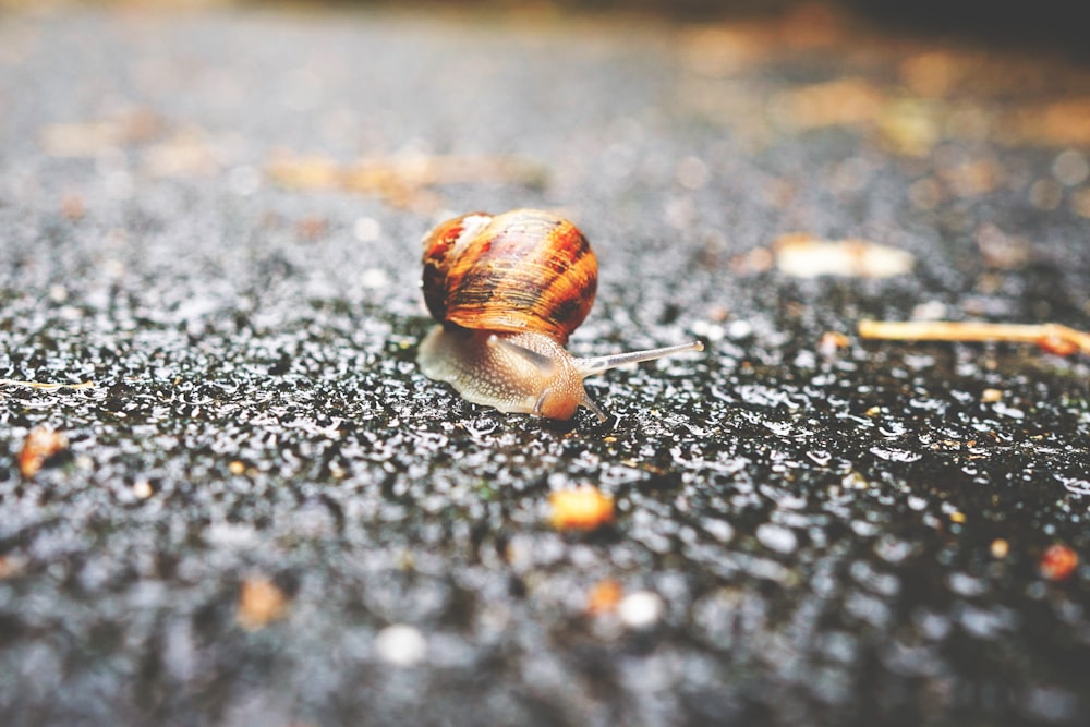 focus photography of brown snail