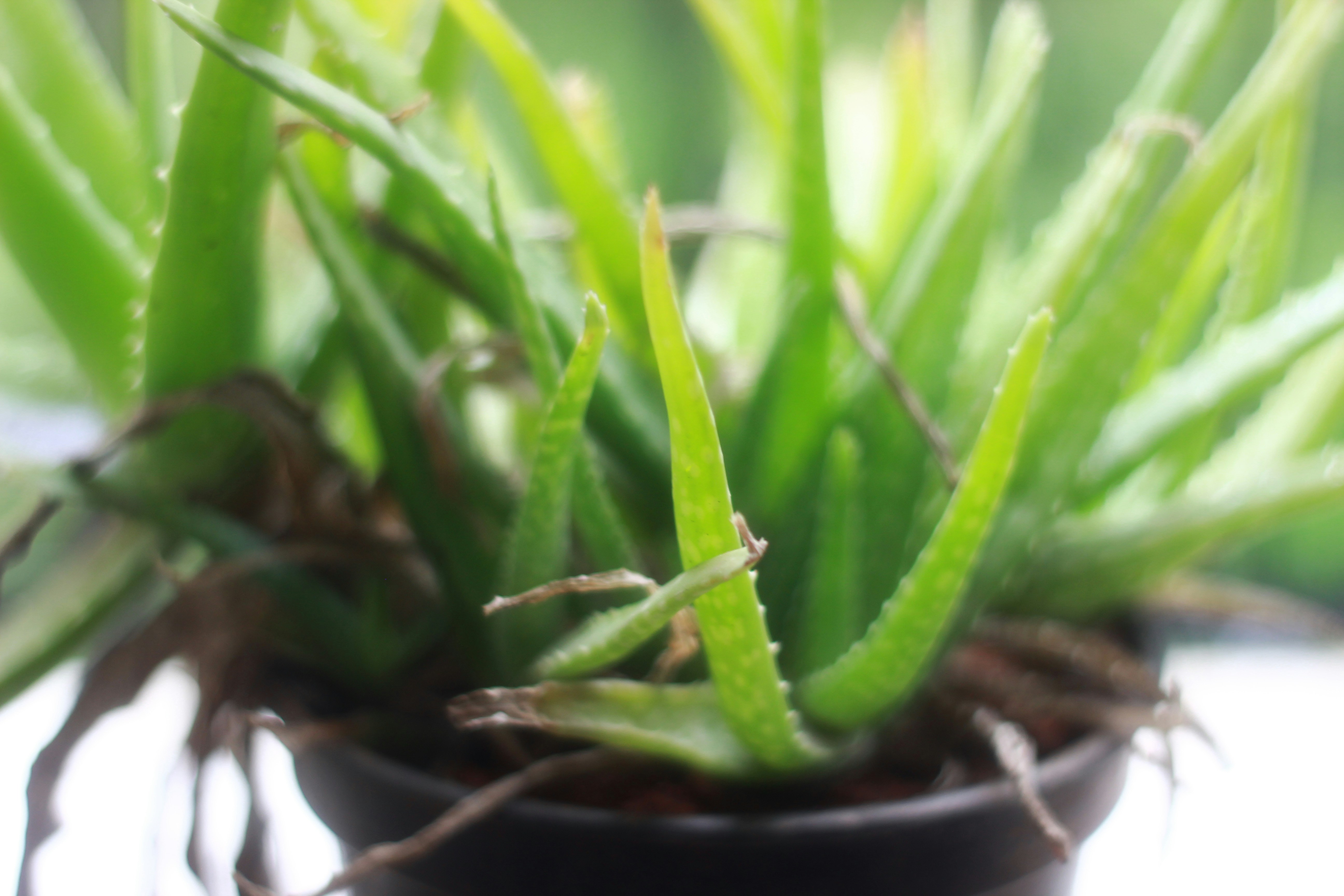 Free Unsplash photo from Harsh Maheshwari