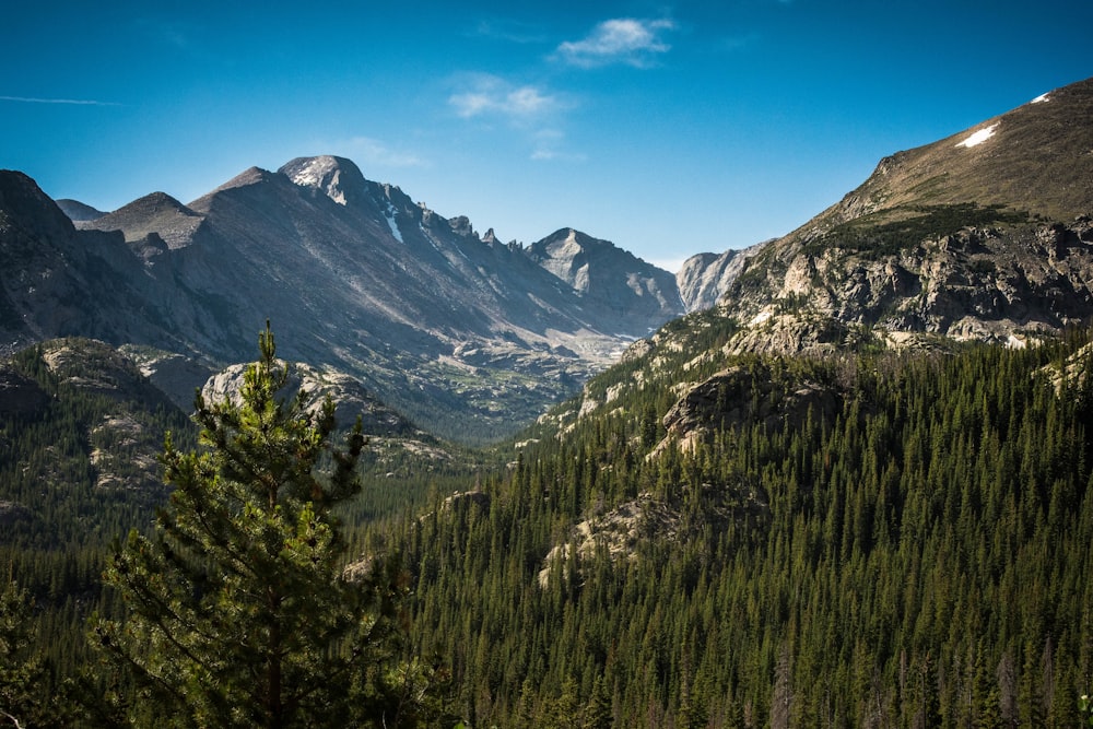 green tree covered mountain