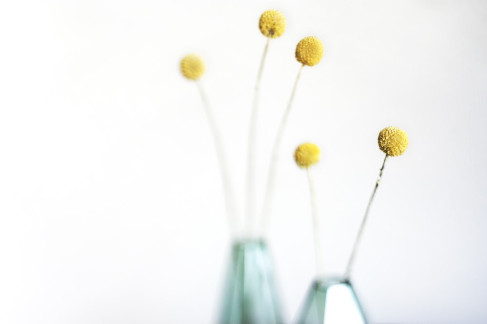 Photographie peu profonde de fleurs jaunes