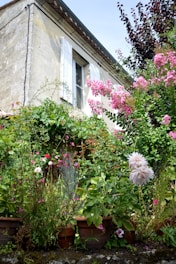 A warm, sunlit view of the century-old house's facade showing aged bricks and blooming flowers.