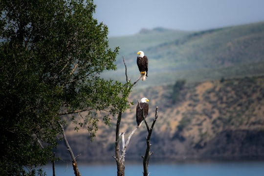 two Bald Eagles perched on gray bare tree branch during daytime in Kremmling United States