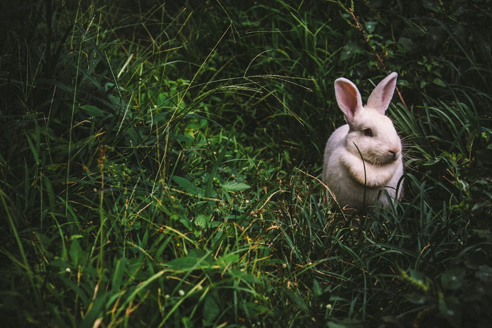 un lapin blanc sur l’herbe verte