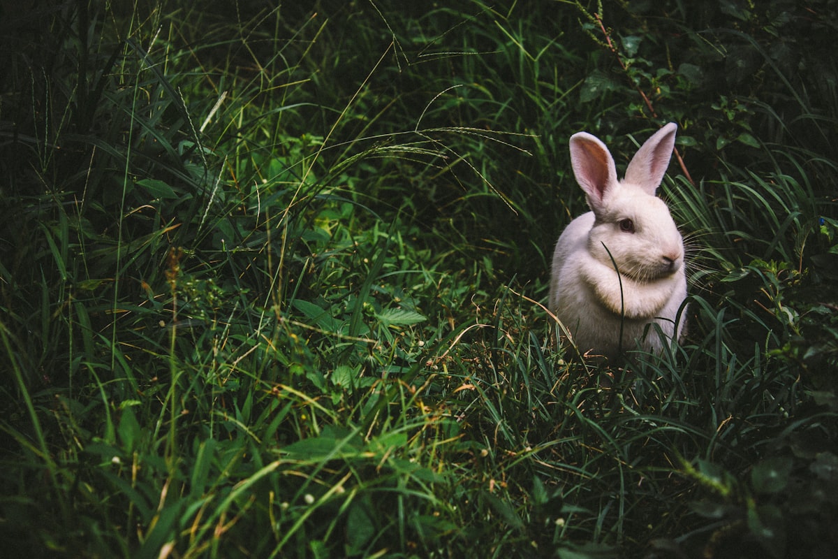 Etlik tavşan çiftliği kuracak kişilere tavsiyeler