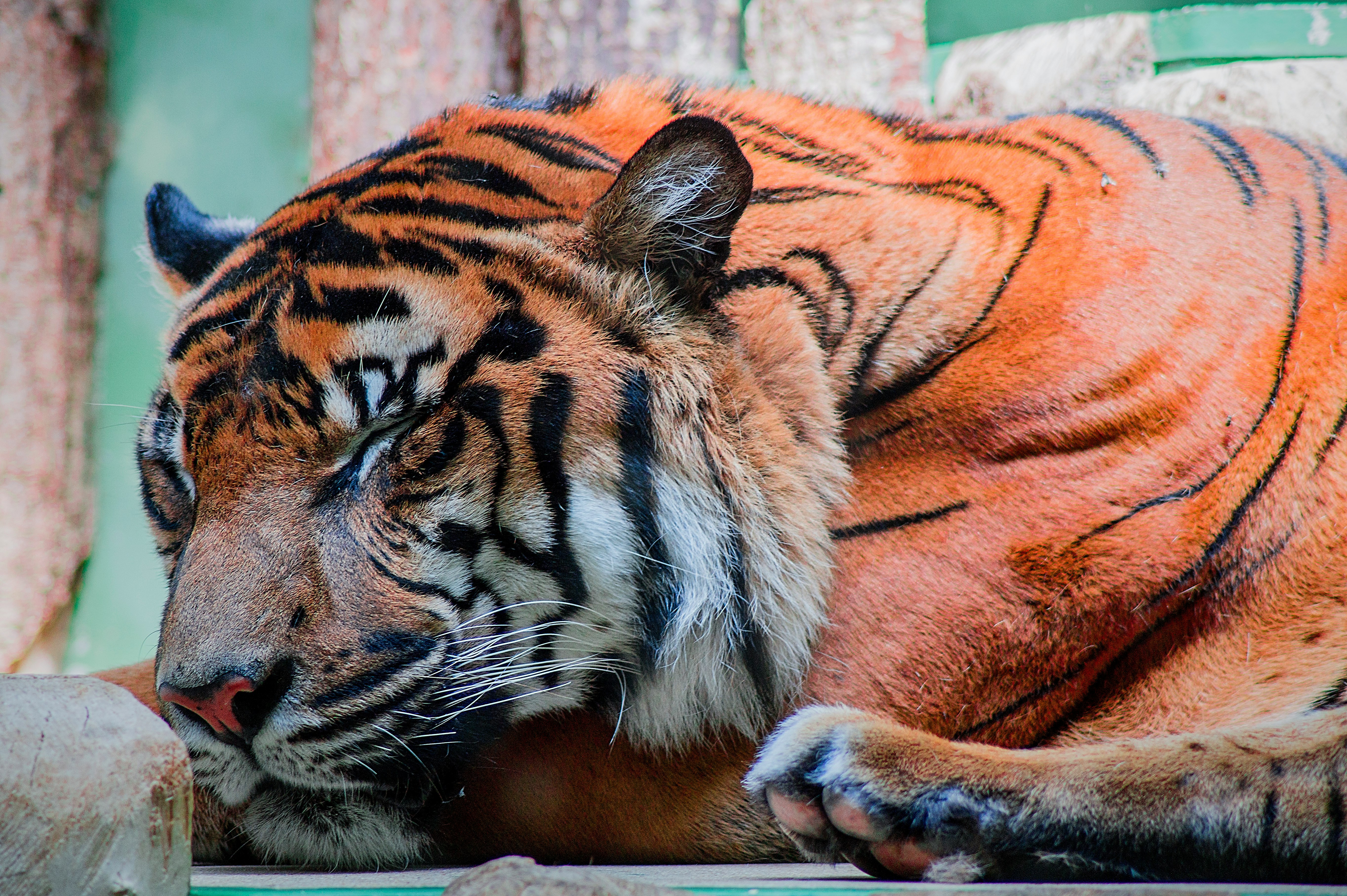 bengal tiger beside brown fence