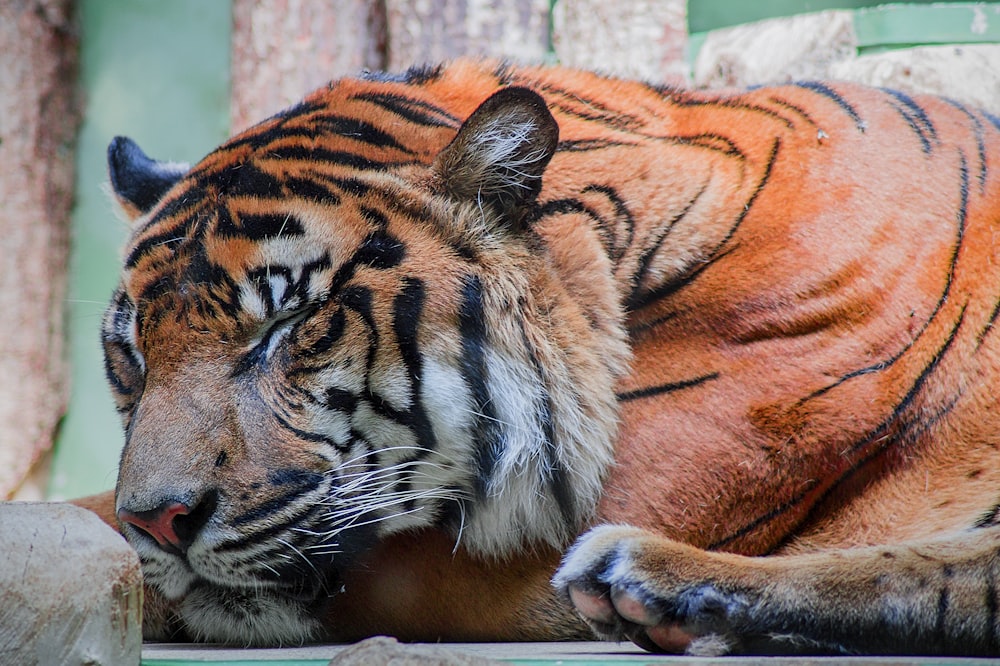 bengal tiger beside brown fence