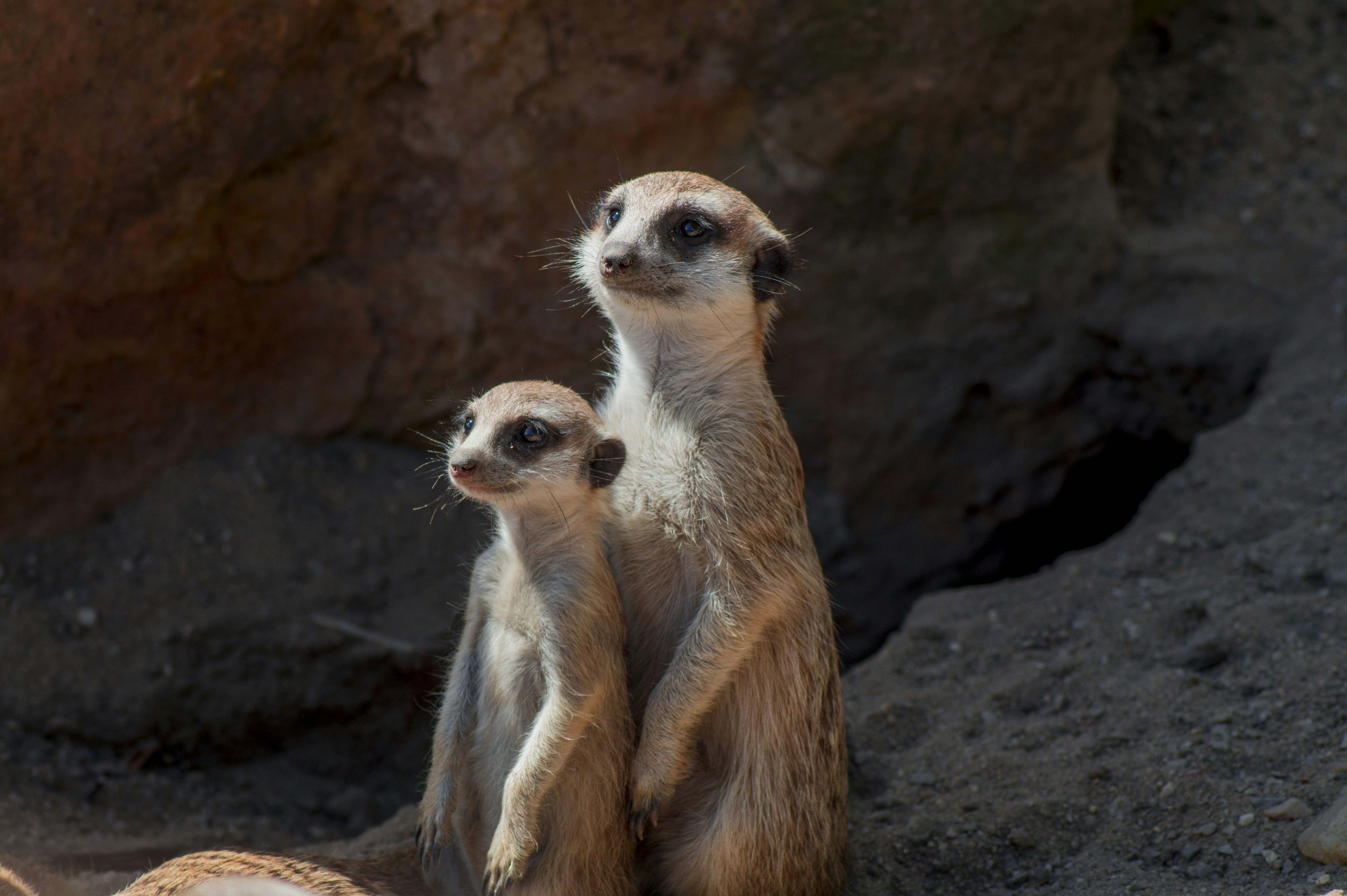 Featured image of post OpenViking