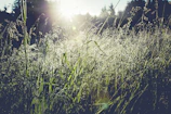 A peaceful mountain meadow at sunrise, symbolizing purity and eco-conscious beauty.
