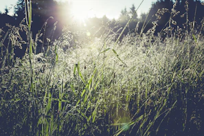 A morning mist lifting over a meadow dotted with wildflowers at a serene campsite.