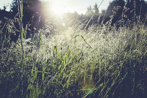 A serene morning scene with dew-kissed wild herbs growing in soft sunlight.