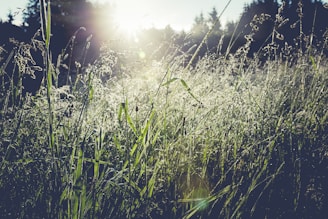 Calm meadow bathed in warm morning light with dewdrops sparkling on grass blades.