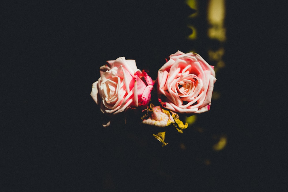 selective focus photography of pink rose flower