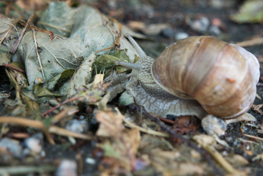 Download Yellow Snail On Mushroom Photo Free Animal Image On Unsplash PSD Mockup Templates