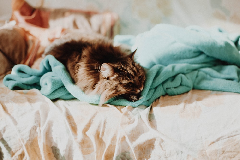 A furry Maine Coon cat dozing off in tousled sheets on a bed