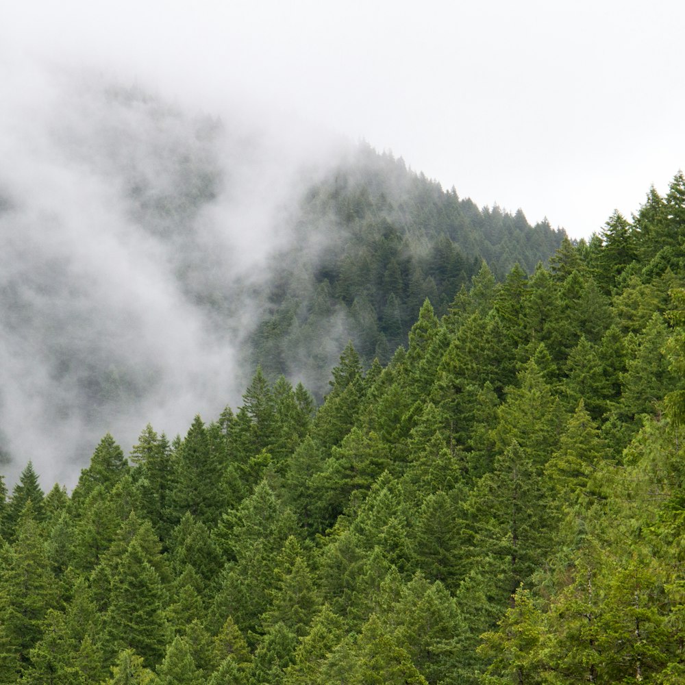 brouillard couvert de forêt pendant la journée