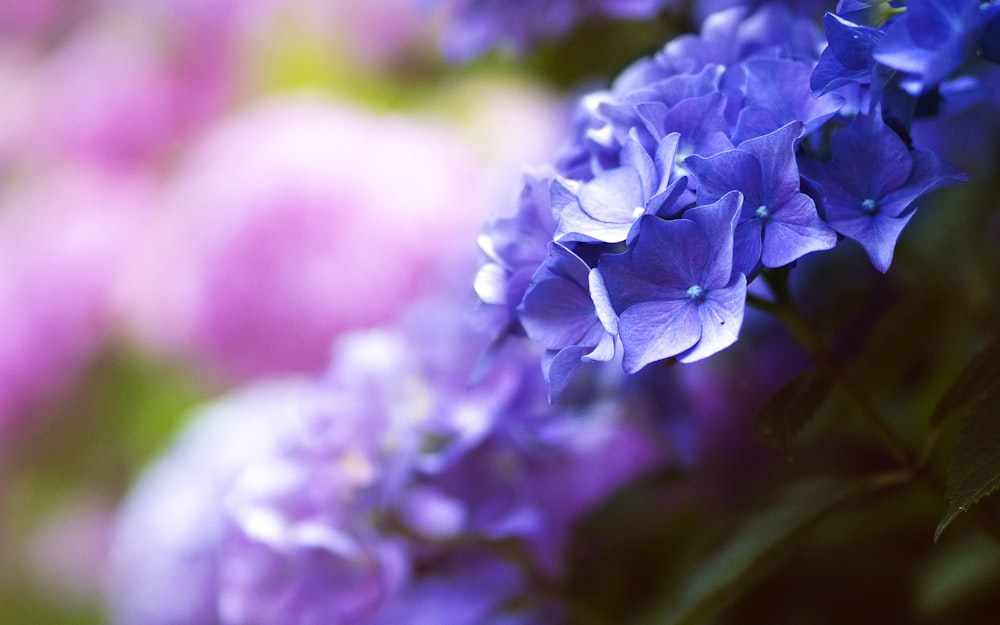 Selektive Fokusaufnahme von violetten Hortensien