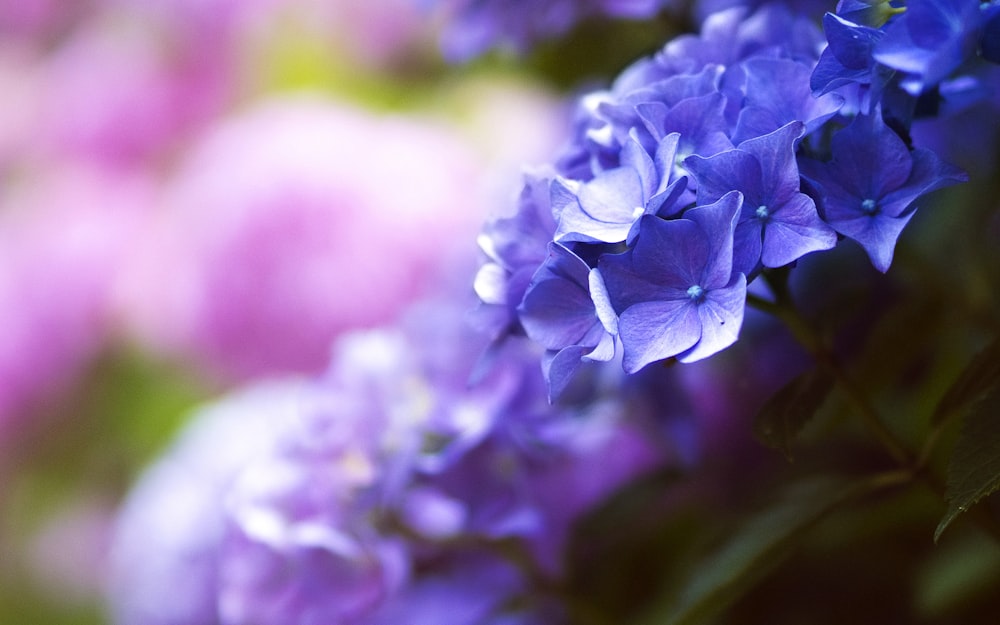 Scatto con messa a fuoco selettiva di ortensie viola