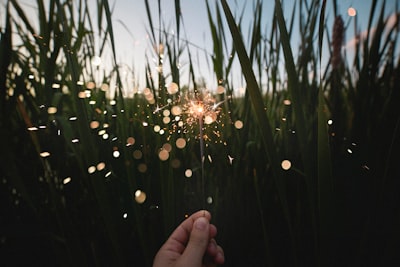 person holding firecracker near grasses joy google meet background