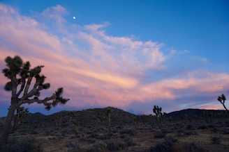 A serene desert landscape featuring distinctive Joshua trees dotting the landscape under a vibrant evening sky. The sky is filled with dramatic, wispy clouds painted in shades of pink and purple, with a small moon visible above. The ground is covered in dry, rugged vegetation typical of a desert environment.