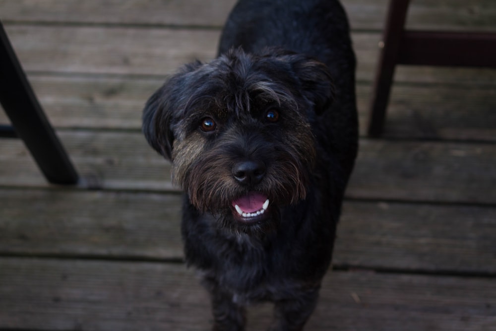 ミディアムコートの黒い犬のクローズアップ写真