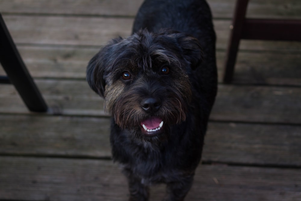 closeup photo of medium-coated black dog