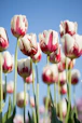 shallow focus photography of white-and-pink petaled flowers