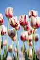 shallow focus photography of white-and-pink petaled flowers