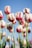 shallow focus photography of white-and-pink petaled flowers