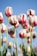shallow focus photography of white-and-pink petaled flowers