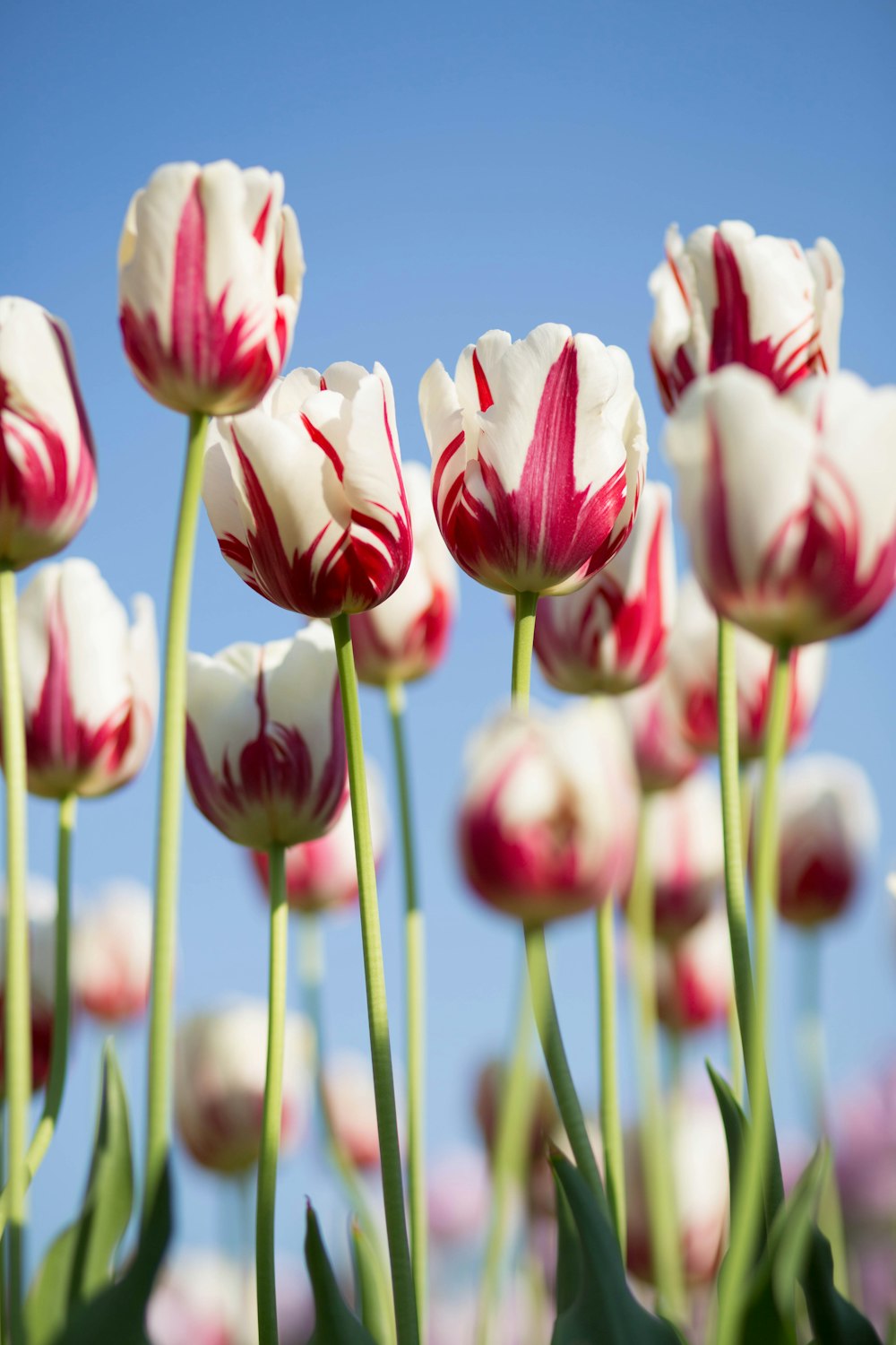 flache Fokusfotografie von Blüten mit weißen und rosa Blütenblättern