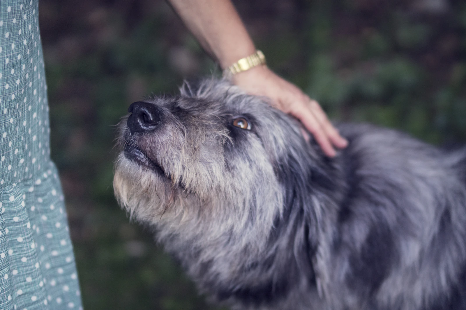 Persoană mângâind un câine în vârstă alb cu negru