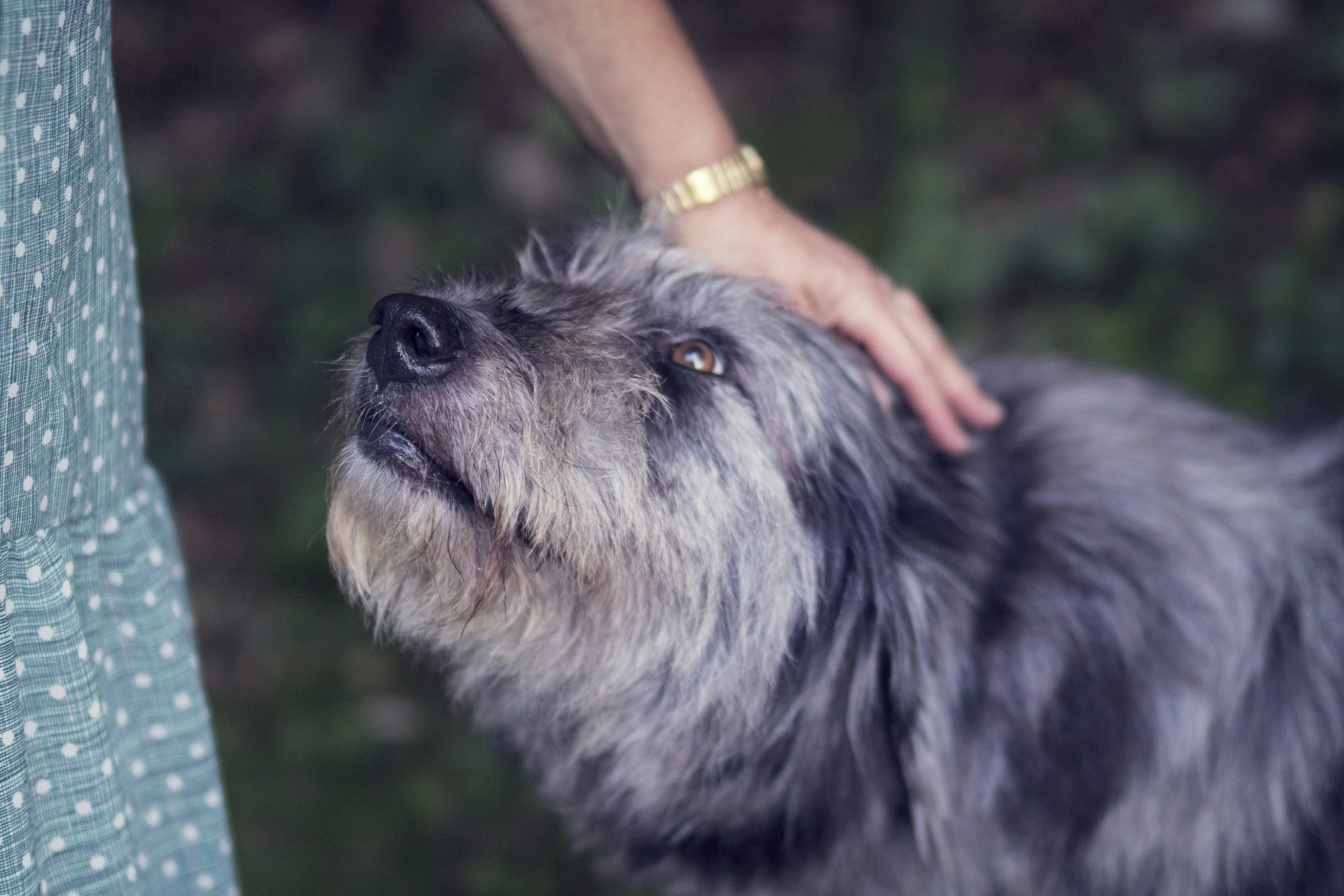 7 Natural Ways to Support Your Dog's Cognitive Function